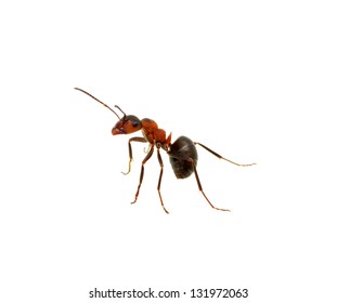 European red wood ant formica polyctena stock photo edit now 1525087907