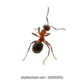 Ant Isolated On White Background