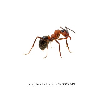 Ant Isolated On White Background