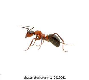 Ant Isolated On White Background