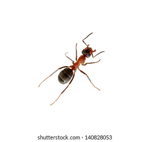 Ant Isolated On White Background