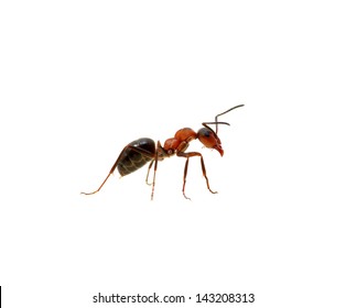 Ant Isolated On White Background