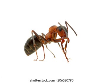 Ant Isolated On White Background