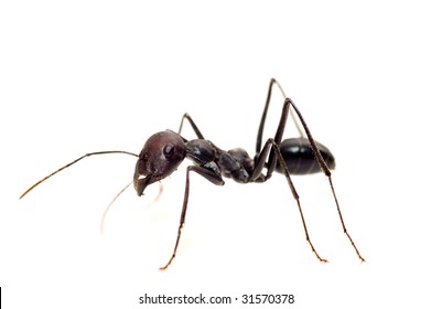 Ant Isolated On White Background