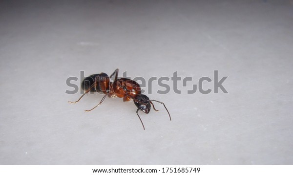 ant isolated.\
queen ant on white\
background.\
closeup shot of subterranean new queen ant\
honey\
ants\
ants, insects, insect, bugs, bug, animals, animal, wildlife,\
wild nature, forest, woods, garden,\
park