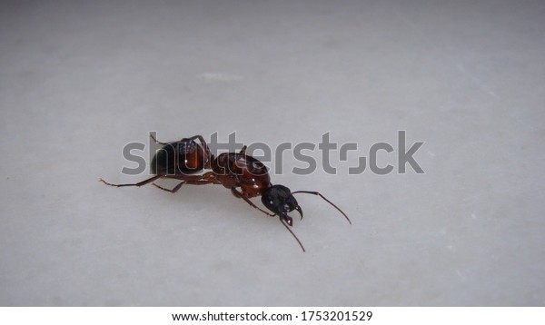 ant isolated\
queen ant on a white\
background\
closeup shot of subterranean new queen ant\
honey\
ants\
ants, insects, insect, bugs, bug, animals, animal, wildlife,\
wild nature, forest, woods, garden,\
park
