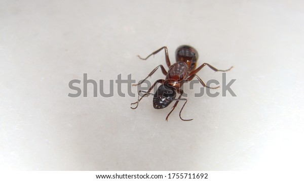 ant isolated.
queen ant on white
background.
closeup shot of subterranean new queen ant
honey
ants
ants, insects, insect, bugs, bug, animals, animal, wildlife,
wild nature, forest, woods, garden,
park