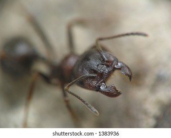 ant jaws