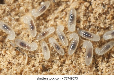 Ant Larvae Images, Stock Photos & Vectors | Shutterstock