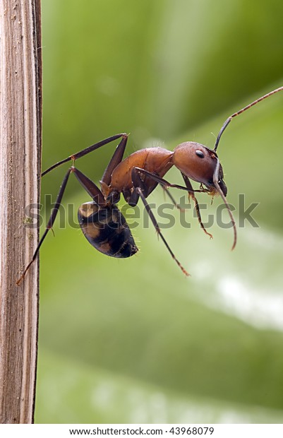 Black Mantis Foto de stock 721820998 | Shutterstock