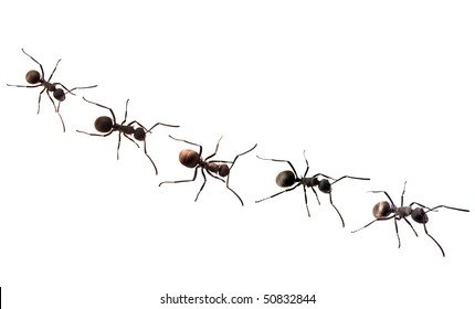 ant in line - Powered by Shutterstock