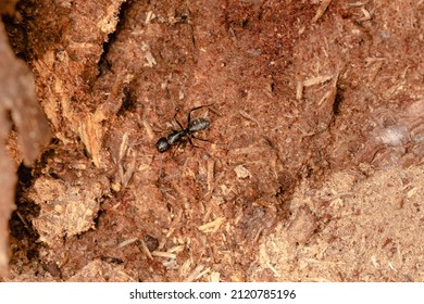 The ant macro close up