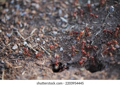 Ant Main Nest Lawton, Oklahoma, USA