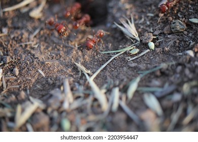 Ant Main Nest Lawton, Oklahoma, USA