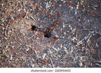 Ant Main Nest Lawton, Oklahoma, USA