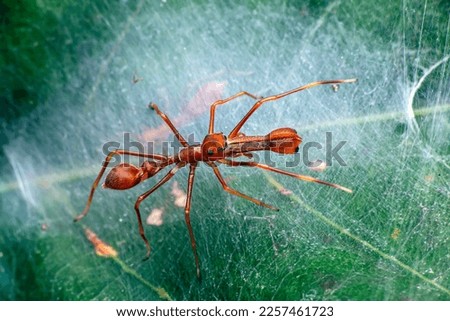 Nhện giả Kiến - Ant mimic Spider