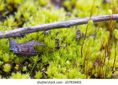 The ant in the moss