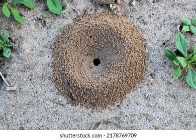 An Ant Mound In The Garden