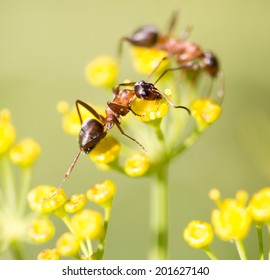 ant in nature. macro
