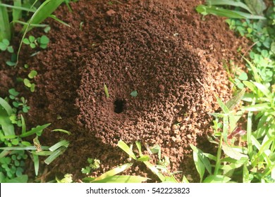 Ant Nest