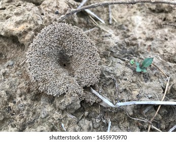 Ant Nest, Ant Hill Hole On The Soil. Ant House Underground.