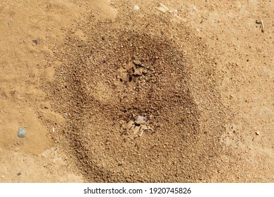 ant nest in house - top view - Shutterstock ID 1920745826