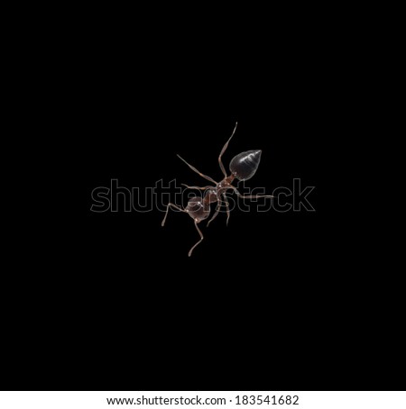 Similar – Bug on a windowsill Animal