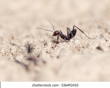 Ant on dry ground. macro