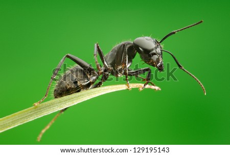 Ant on grass blade over green background, from below view