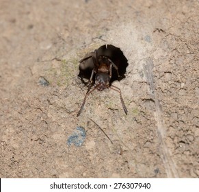 Ant On The Ground