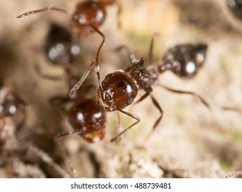 ant on the ground. macro
