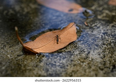 Hormiga en una hoja, macro de un bicho en una hoja, hojas en el agua, hoja de otoño en el suelo, primer plano de una hormiga
