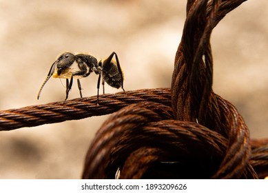 Ant On Top Of Steel Cable Carrying Food