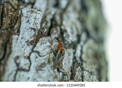ant on the tree