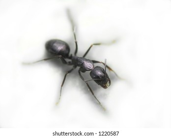 ant on white