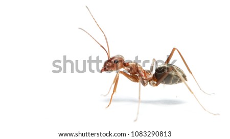 Ant on a white background!