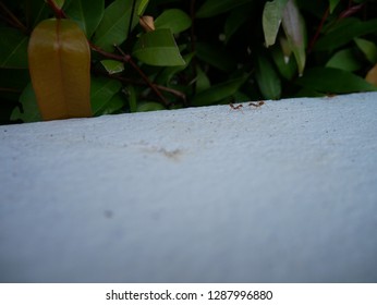 ant on the white wall