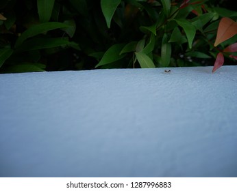 ant on the white wall