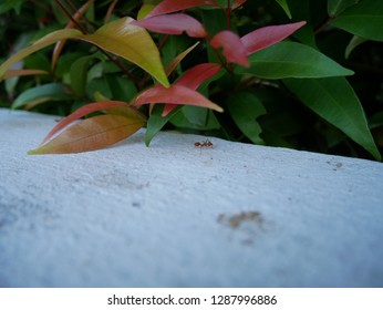 ant on the white wall