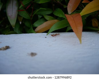 ant on the white wall