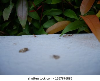 ant on the white wall