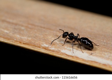 Ant On Wood,macro Shot