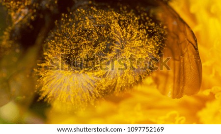 Similar – Image, Stock Photo honey yellow Wellness Life