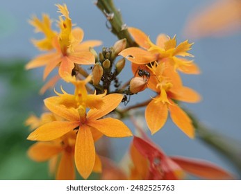 Ant on yellow flower photography. Close up macro view of some ants.

 - Powered by Shutterstock