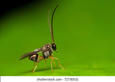 Ant Parasitoid Wasp