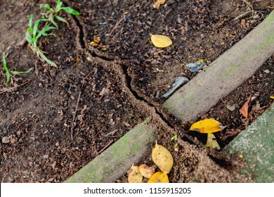 Ant Path On The Ground. Micro Trench Goes On Lawn.