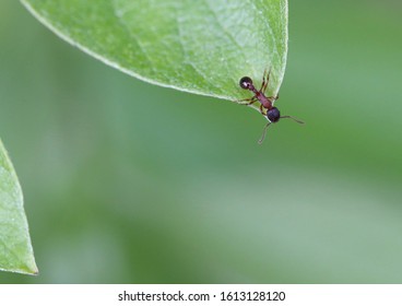 Ant Peering Over The Edge Of A Leaf