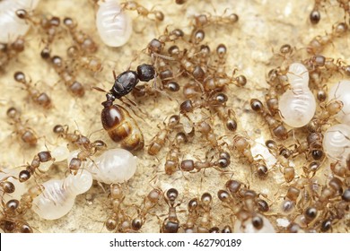 Ant queen inside the ant nest with workers and larvae
