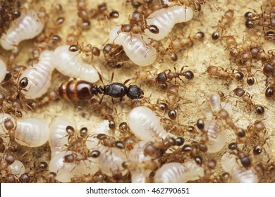 ant queen free