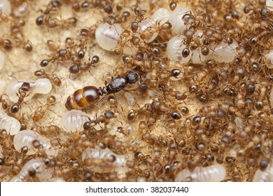 Queen Ant Images Stock Photos Vectors Shutterstock